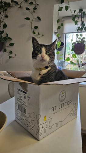 Customer photo review of 1 Month Supply – 2 Cat