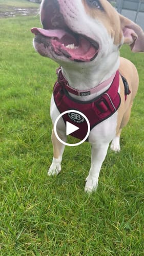 Customer video review of Comfort Premium Harness | Non Restrictive - Burgundy