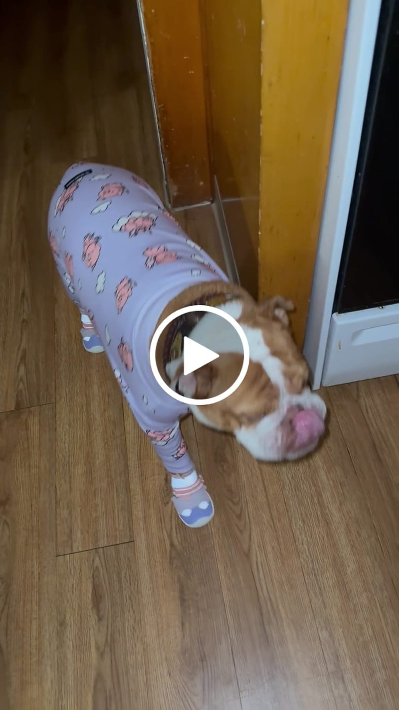 Customer video review of Dog Pajama - When Pigs Fly