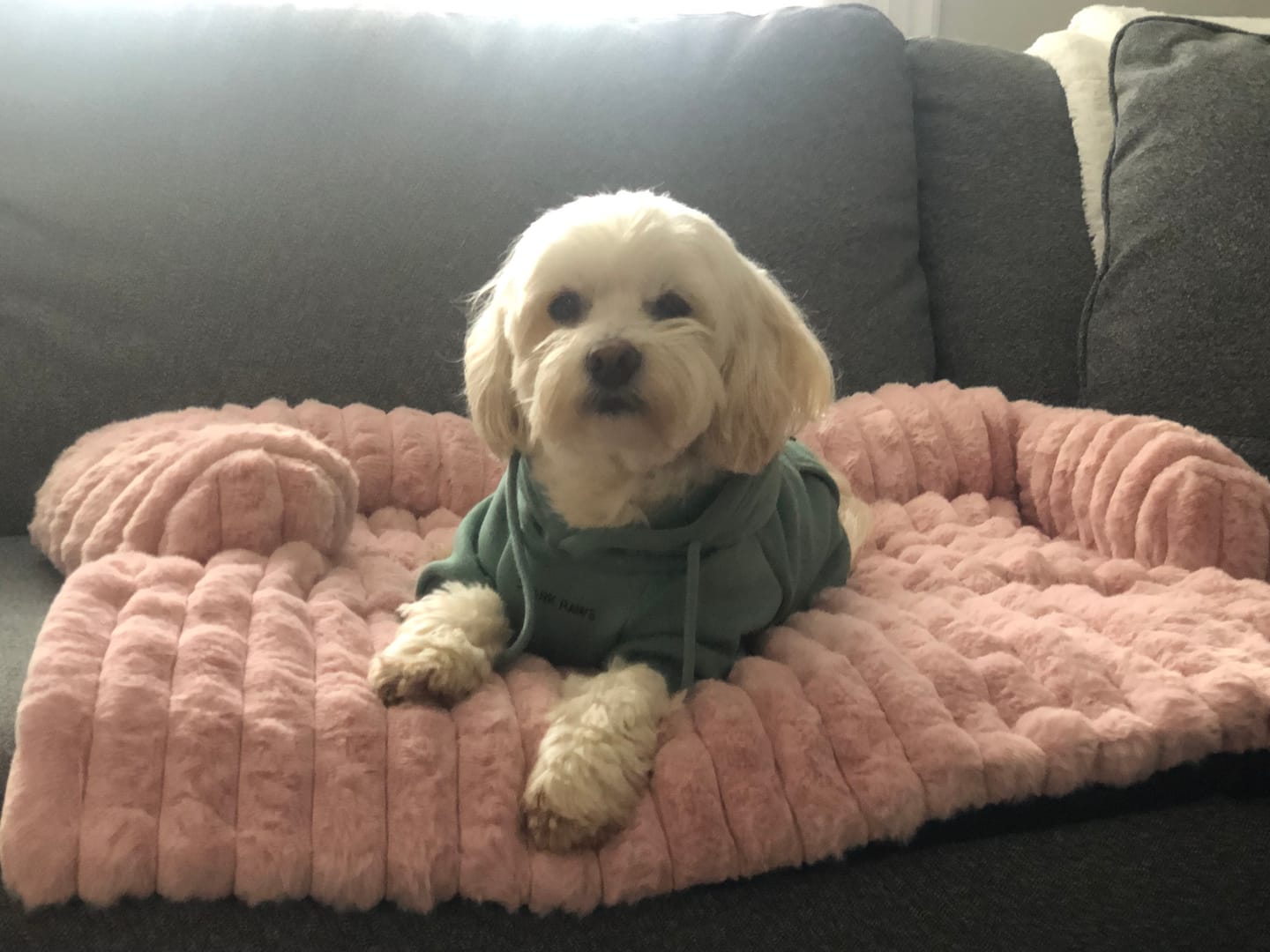 Customer photo review of Luxury Couch Cover Dog Bed - Pink
