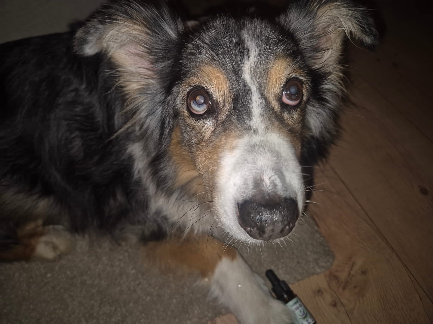 Customer photo review of 10% CBD Tropfen für Hunde