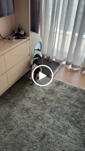 Customer video review of Otomatik Kedi Tuvaleti | 72L, 7L Atık Hazneli, UV, Wifi, Mobil Kontrol, Akıllı Kedi Tuvaleti (X8624)