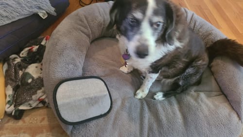 StaticLift mitt beside a pet