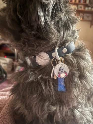 Customer photo review of Disney© Waterproof Collar - Eeyore