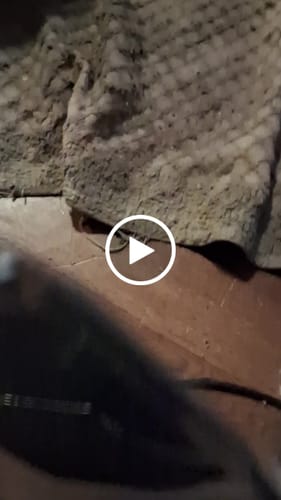 Customer video review of Sugar Shake - 1oz