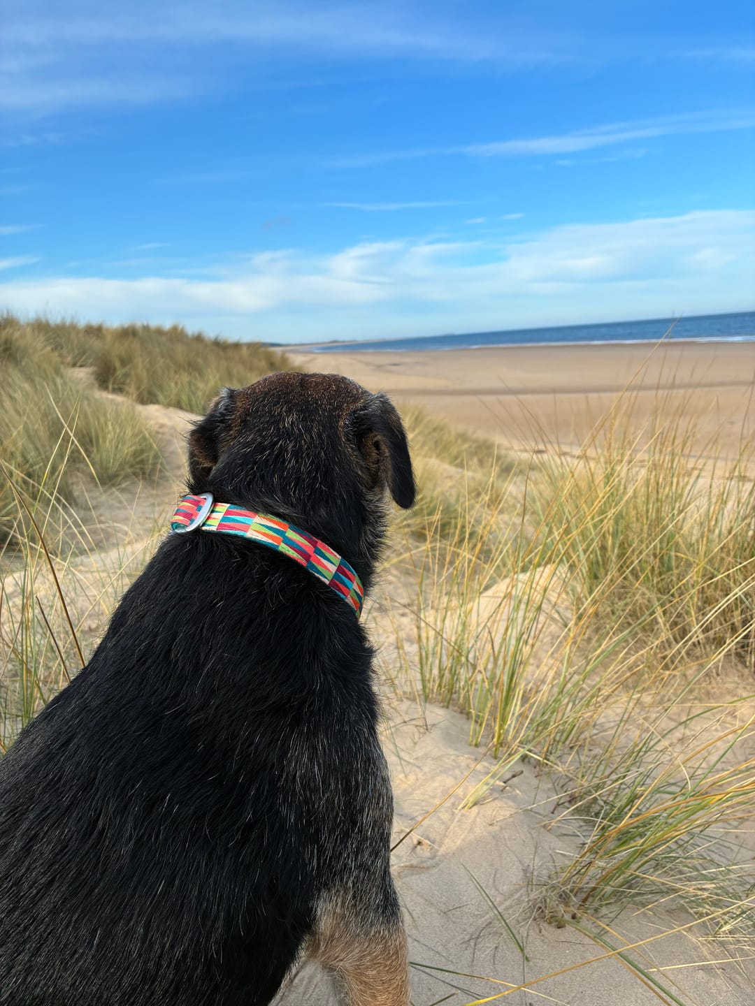 Customer photo review of Comfort Collar