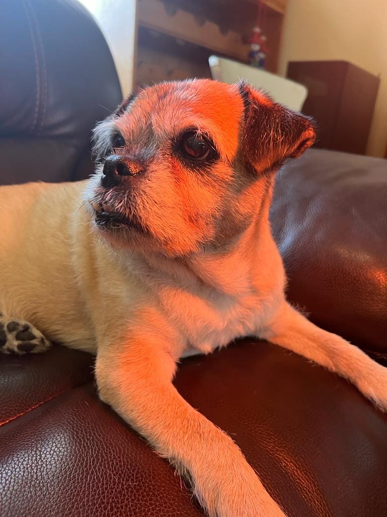 Customer photo review of Total Urinary Care Supplement For Dogs