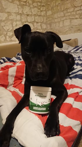 Avis d'un client : un chien noir couché avec un pot de Complément articulations entre ses pattes.