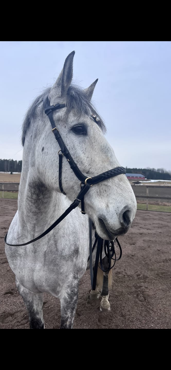 Customer photo review of ❤️ Odessa bonita Multi Bridle padded - MASEGO bit to bitless system