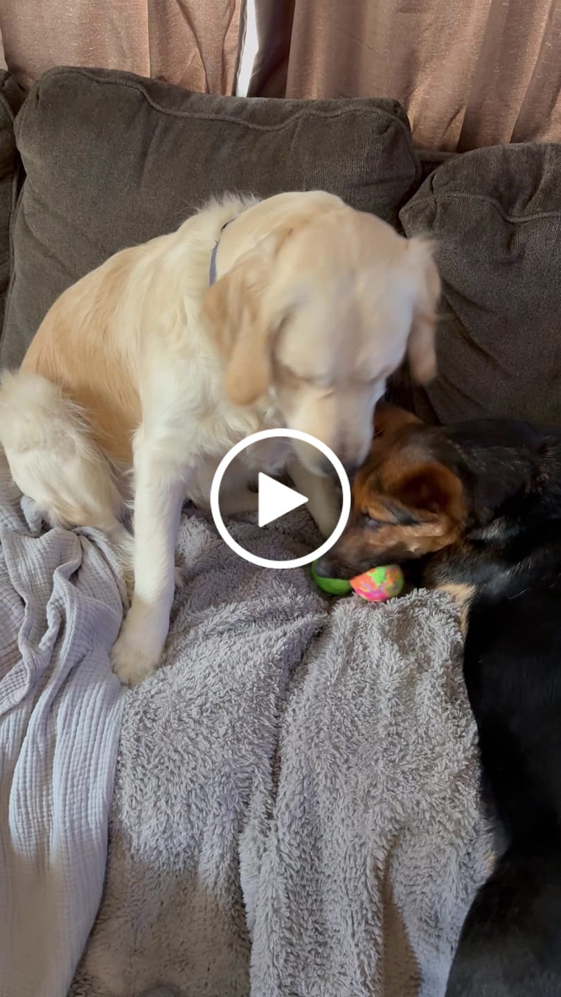Customer video review of WUNDERball - Best Fetch Toy