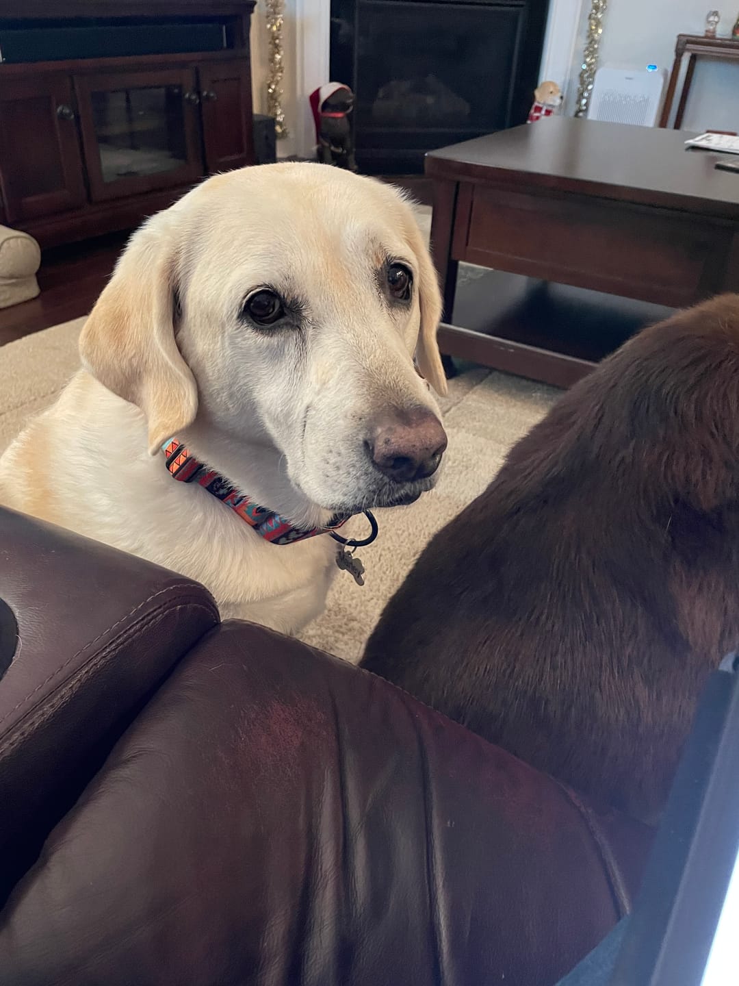 Customer photo review of BUY 3 BAGS & SAVE iHeartDogs Allergy & Itch Relief Chews for Dogs