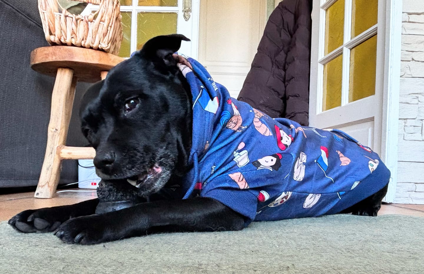 Customer photo review of Around the World Dog Hoodies
