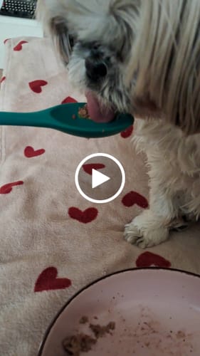 Customer video review of Frischfutter für Energiebedarf von 326 kCal/Tag