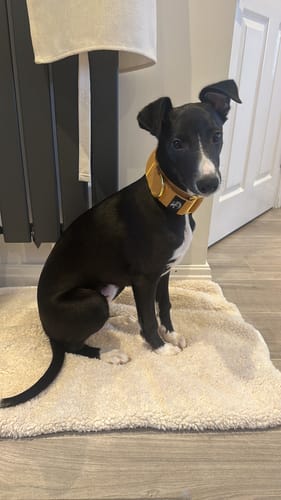 Customer photo review of Martingale Collars - Soft with Brassed Fittings