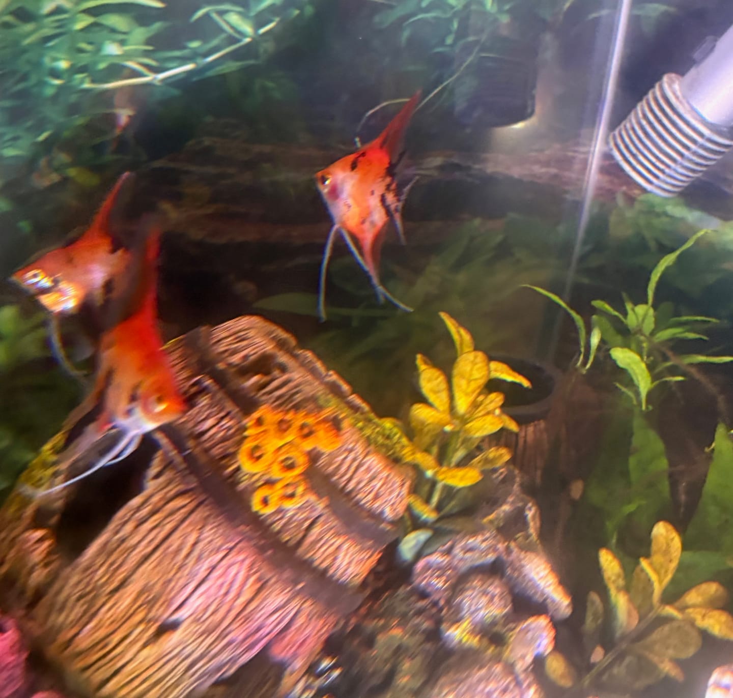 Customer photo review of Live Fancy Fish – Red Devil (SUPER RED) Angel Fish VIP Grade, Rare Line-Bred Pterophyllum Scalare – (Our Choice)