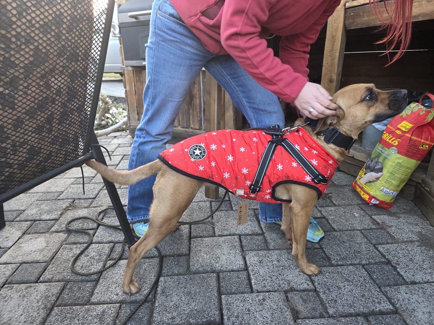 Customer photo review of Emmalove - Wasserdichter Hundemantel Extreme