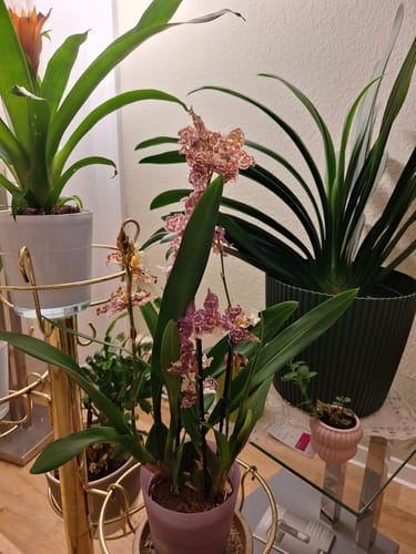 Ein Kunde zeigt die Cambria-Hybride mit gesprenkelten Blüten, von denen einige bereits verwelken.