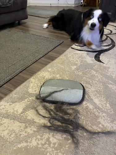 Pet hair cleaning result