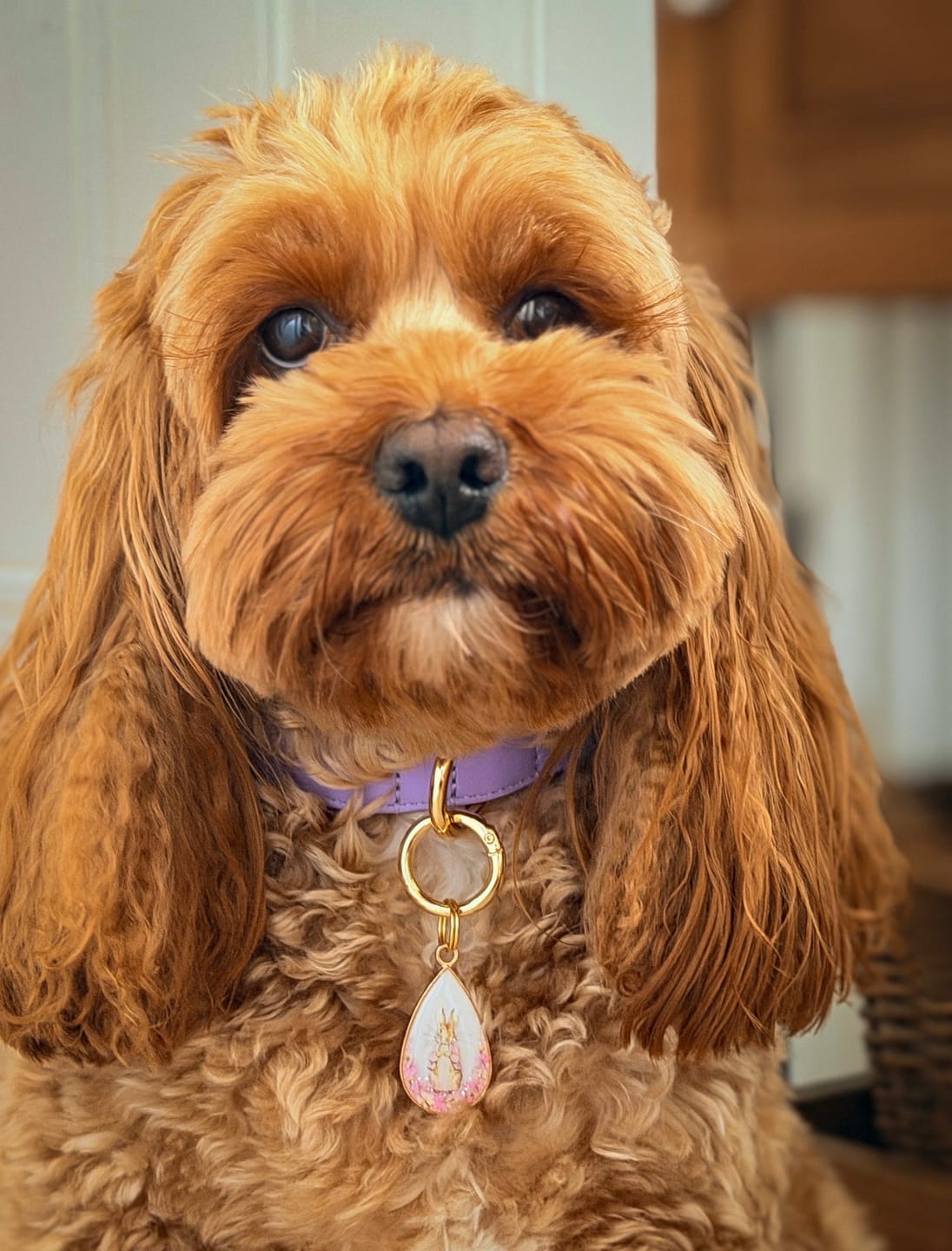 Customer photo review of Lavender Dog Collar