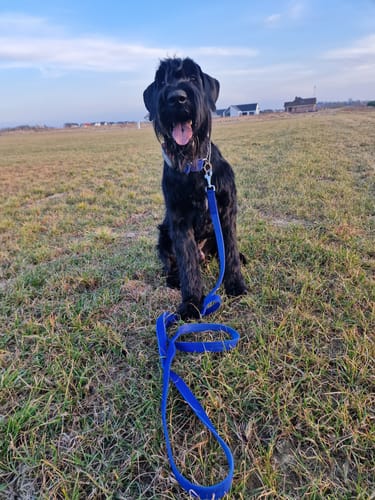 Customer photo review of Półzaciskowa obroża i smycz – Martingale Chain Set Blue