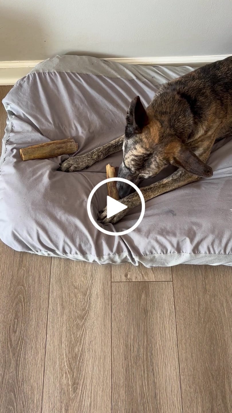 Customer video review of Large Ostrich Cane (11.5" x 5"): The Ultimate Long-Lasting Chew for Medium, Large & XL Dogs