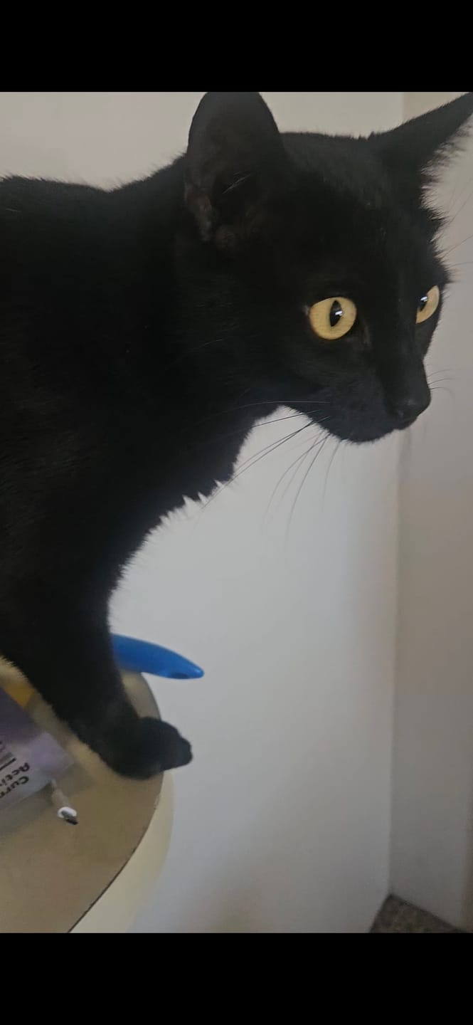 Customer photo review of Interactive Bird Simulation Cat Toy Set