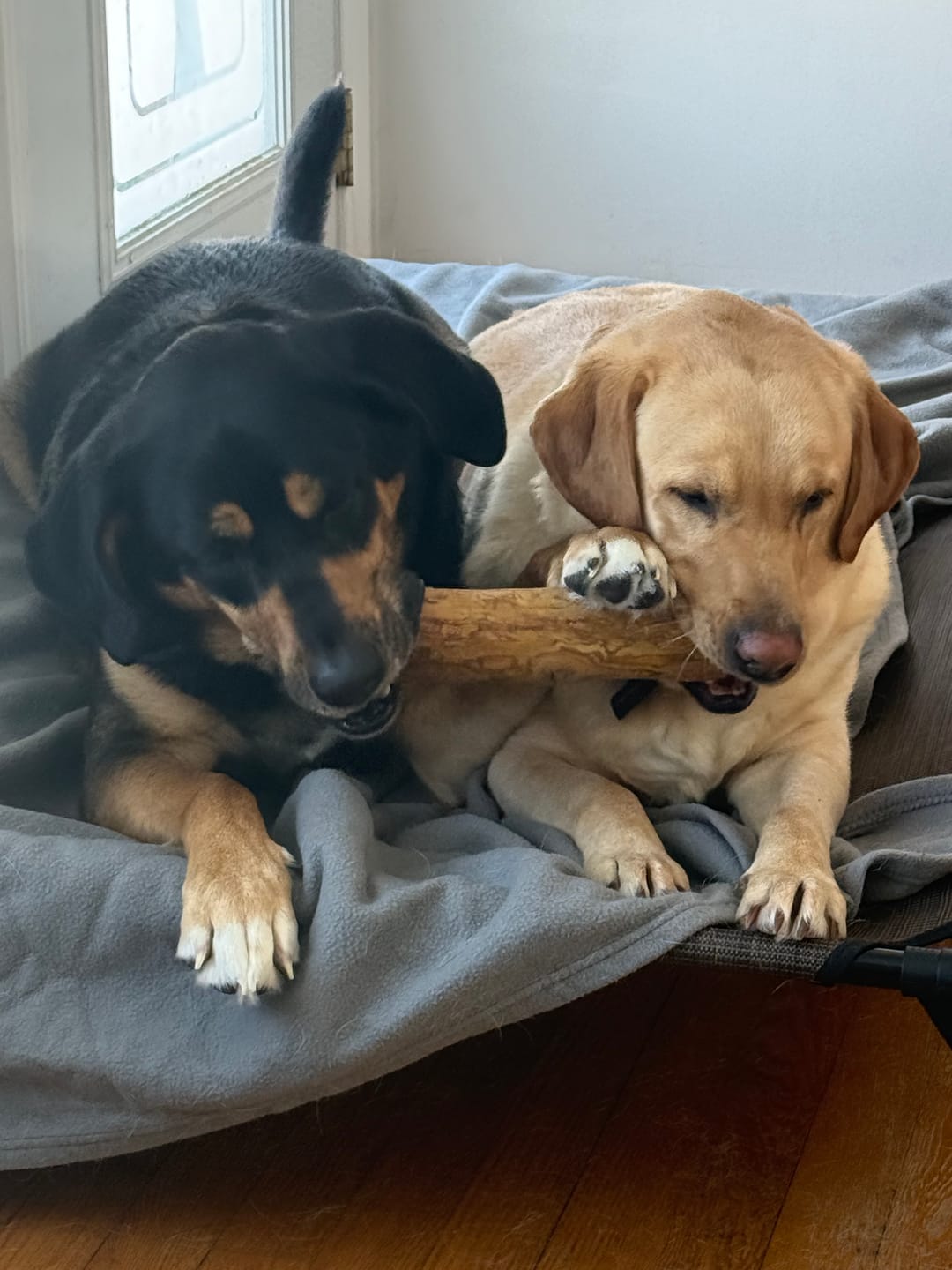 Customer photo review of Mystery Box - Dog