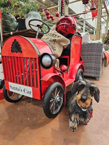 Customer photo review of Grain Free Light & Senior