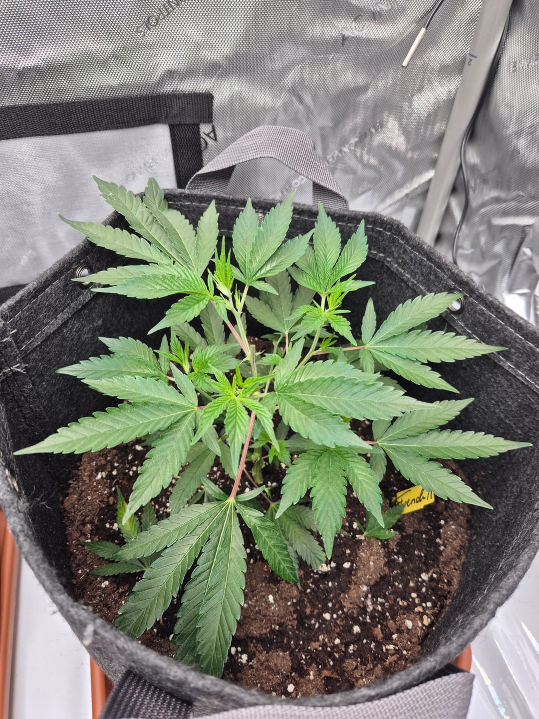 Customer photo review of Hanfsteckling | Seriotica