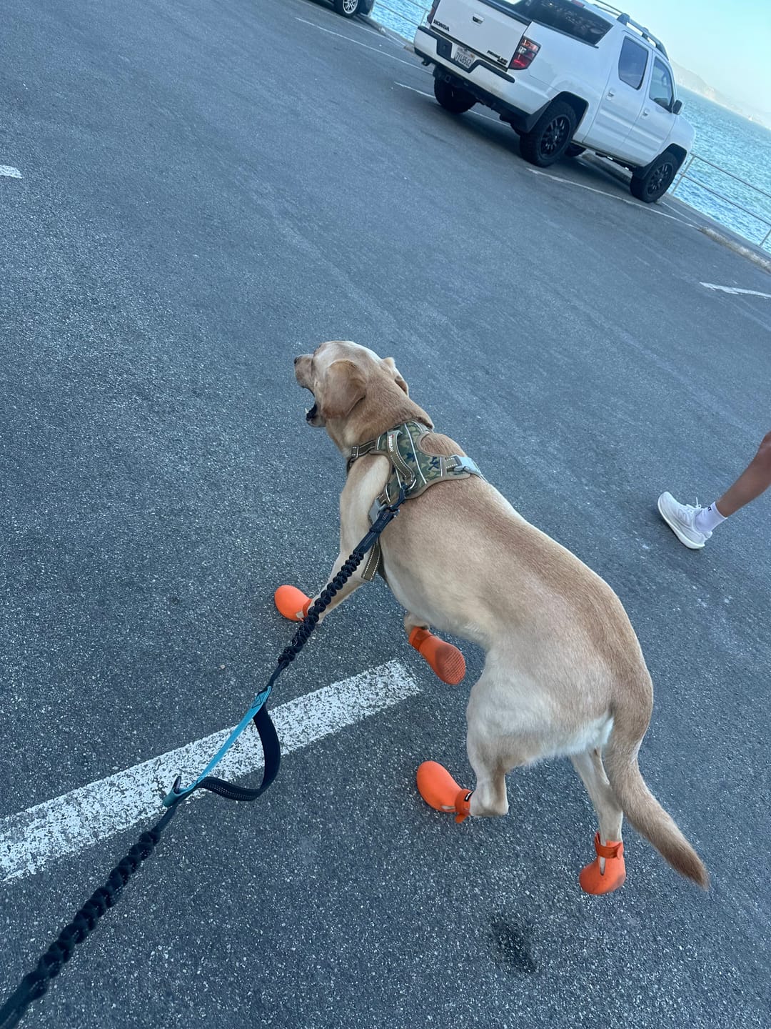 Customer photo review of Color-Block Padded Harness