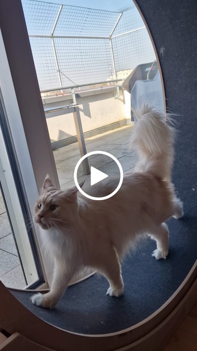 Customer video review of Elmato Katzenlaufrad Simba