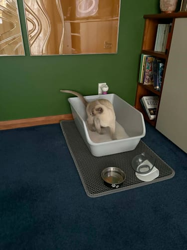 Customer photo review of Fit Litter