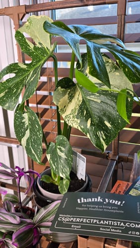 Reviewer's photo of a healthy, variegated houseplant, shared with their review for the pest spray concentrate.