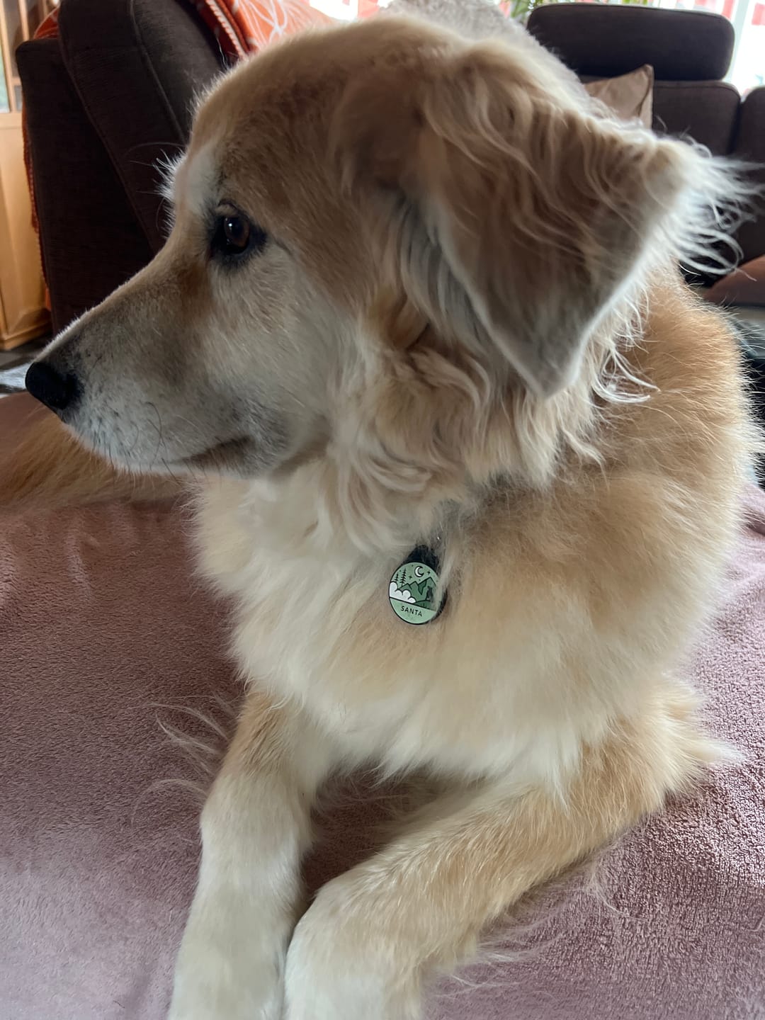 Customer photo review of Nightfall Blue - Silent Dog ID Tag