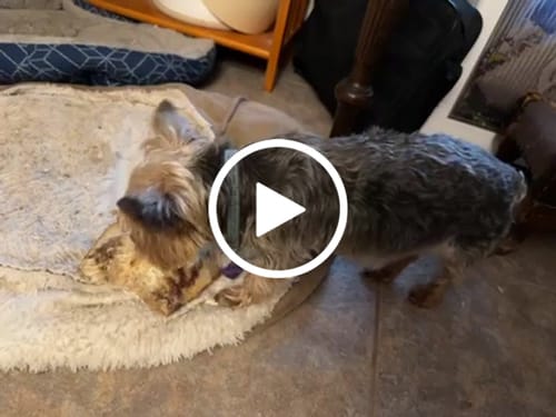 Customer video review of Ostrich Foot Bone (7" x 3.5"): The Flavorful & Long-Lasting Chew for Medium to Large Dogs