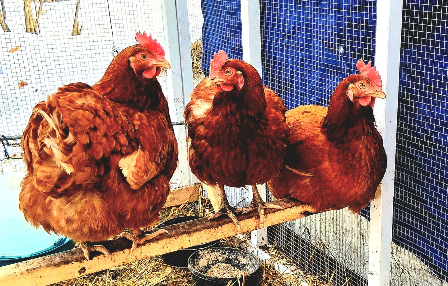 Customer photo review of Nesting Herbs - Natural Support for Clean Coops & Healthy Hens