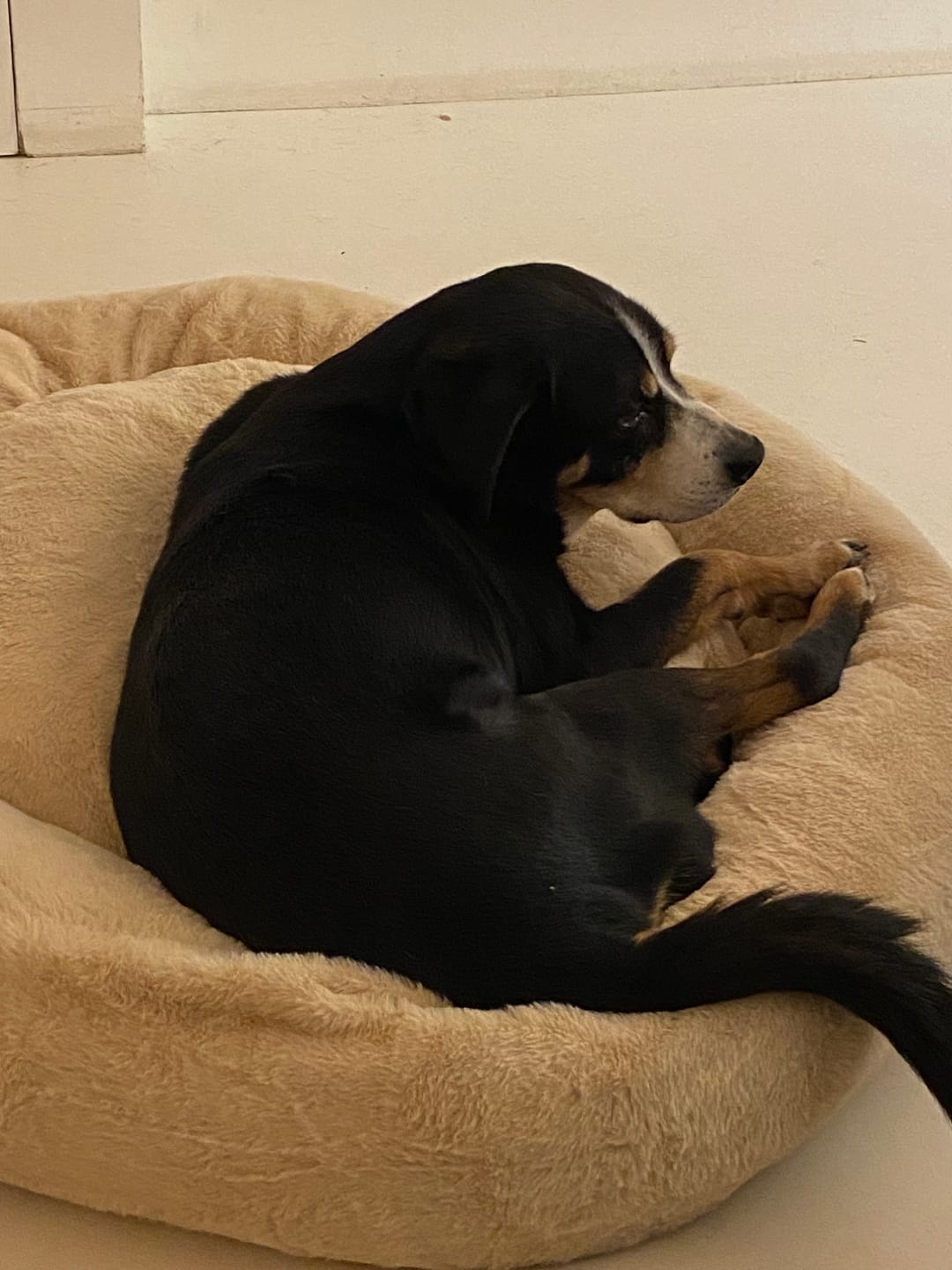 Customer photo review of Pet Perfect Fluffy Donut Hondenmand - Rond - Wasbaar