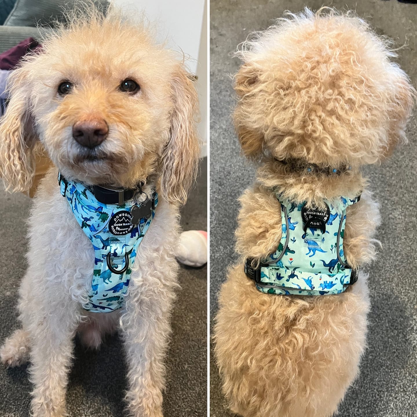 Customer photo review of Tough Trails™ Harness - Dinky Dino