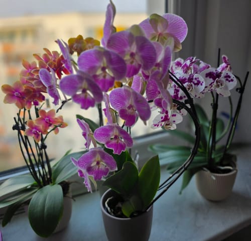 Kundenfoto der blühenden Orchidee Two of Us Coco Purple Rain mit vielen lila Blüten auf einer Fensterbank.