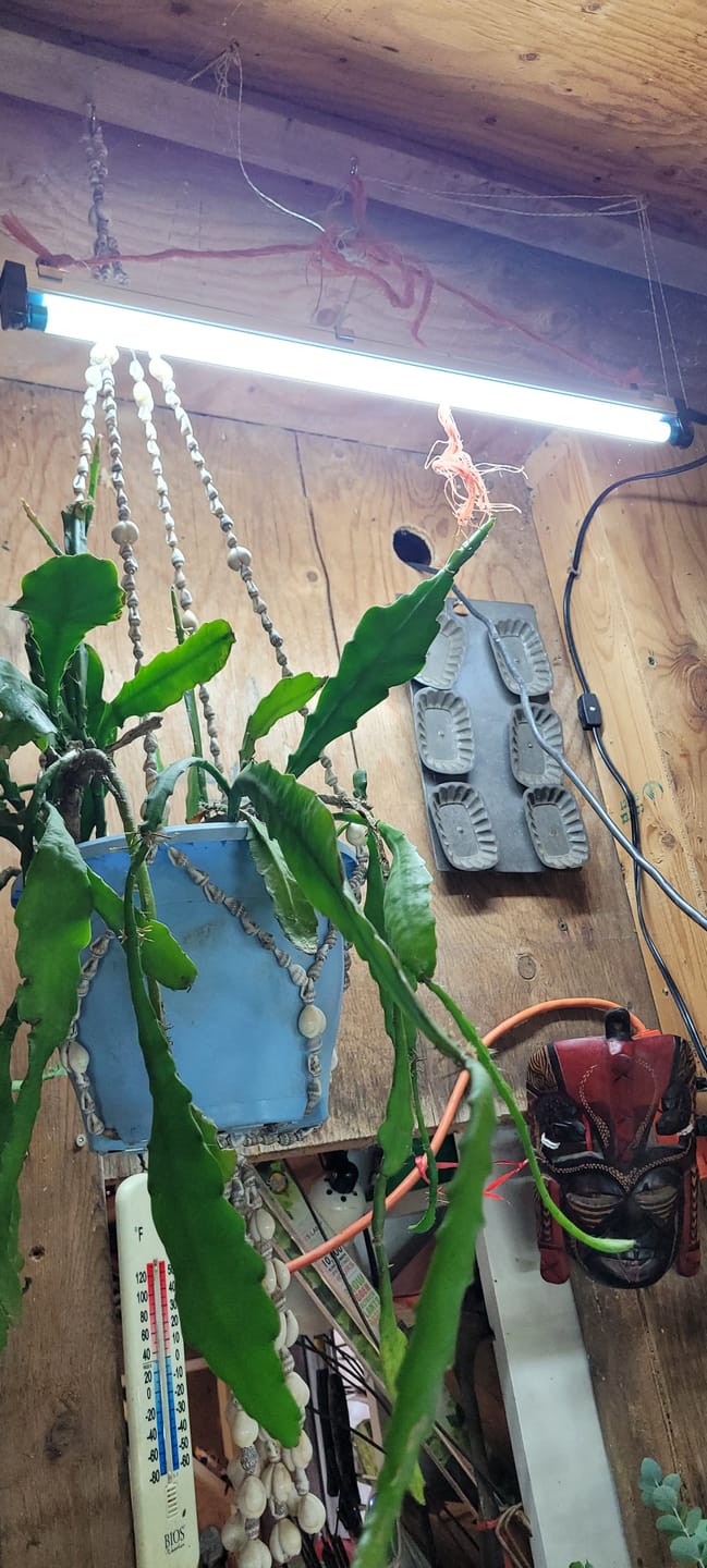 Customer photo review of Sunblaster Replacement Lamp