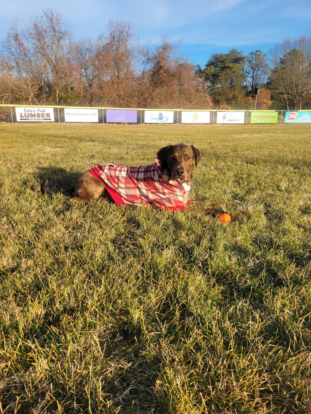 Customer photo review of Red Plaid Dog Hoodie