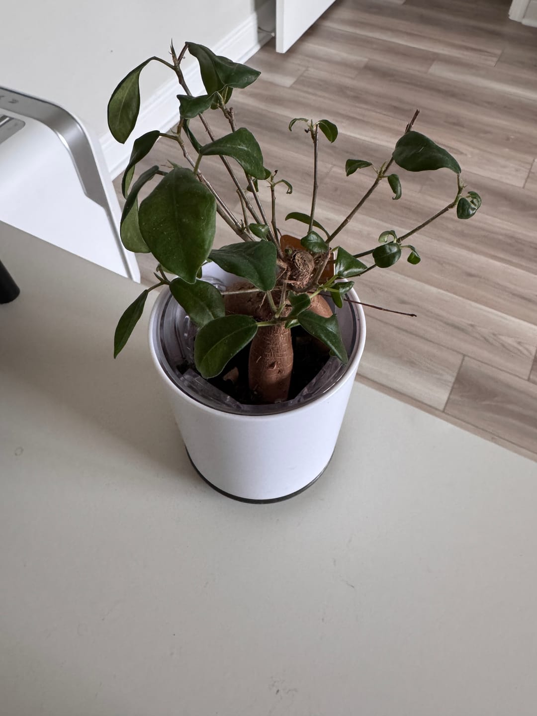 Customer photo review of Self-Watering Planter