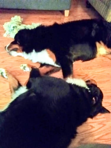 Customer photo review of Iron Paws Premium Dog Supplement