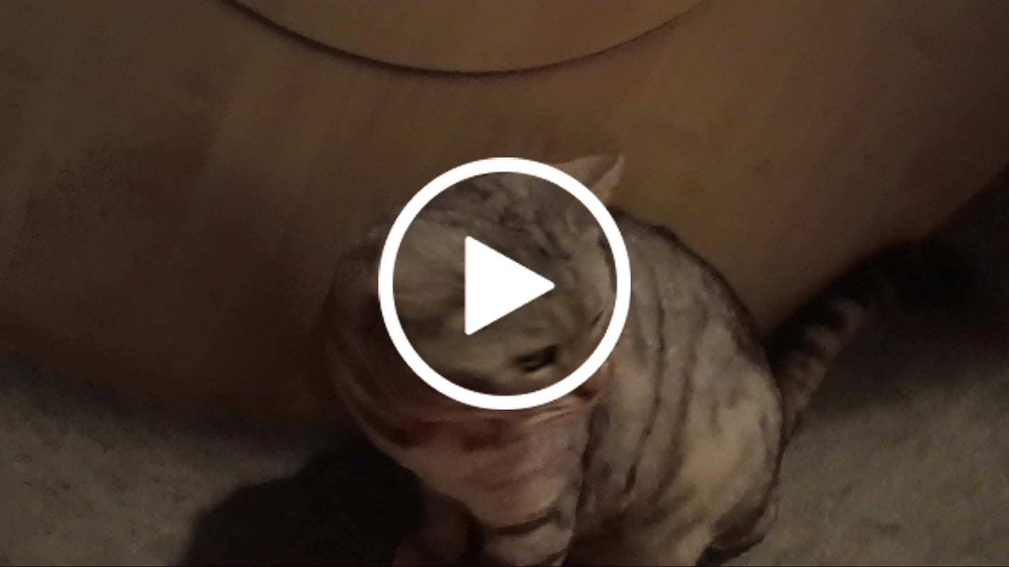 Customer video review of Elmato Katzenlaufrad Rocky Standmodell