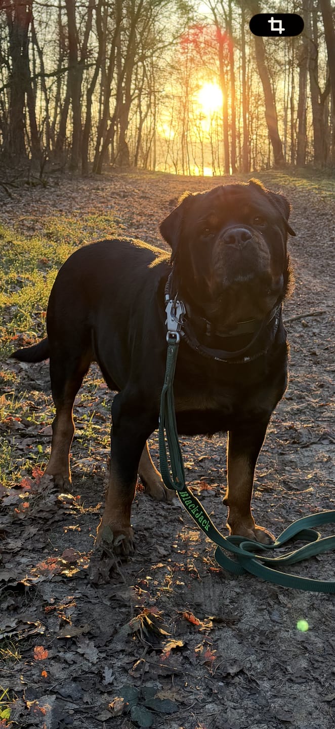 Customer photo review of Hundkoppel med namn