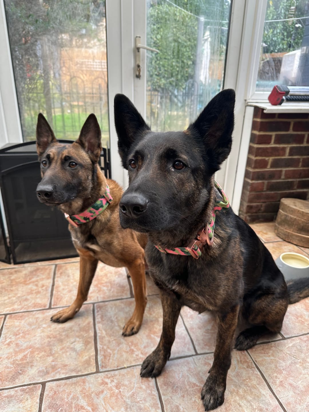 Customer photo review of 5cm Lighter Combat® Collar | Pink Camouflage