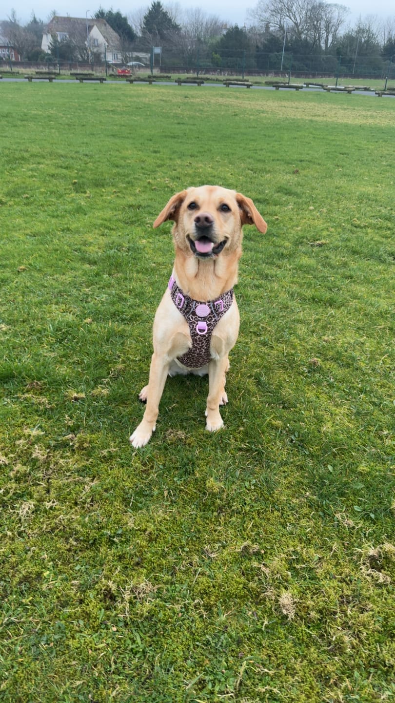 Customer photo review of Tough Trails™ Harness -  Leopard Print