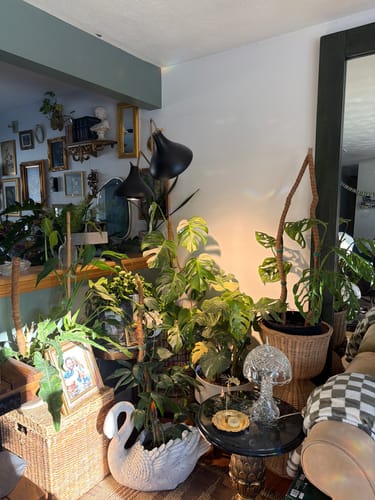 Reviewer's corner filled with many lush, healthy houseplants after using the Plant Food.