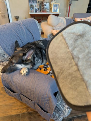 Customer using StaticLift pet hair removal mitt