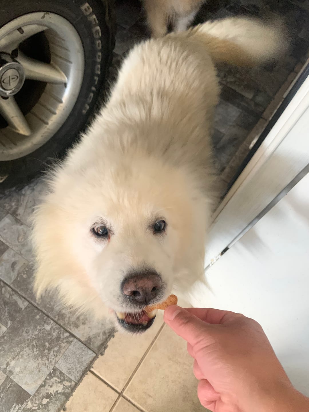 Customer photo review of PetFamily Foods Razas Pequeñas